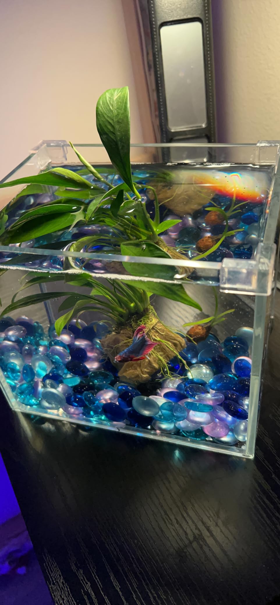 AWXZOM Small Nano Rimless Tank, Clear Glass Fish Tank, 1.1 Gallon, 7.8x5.5x5.9inch/20x14x15cm, Betta Fish Tank customer photo 2