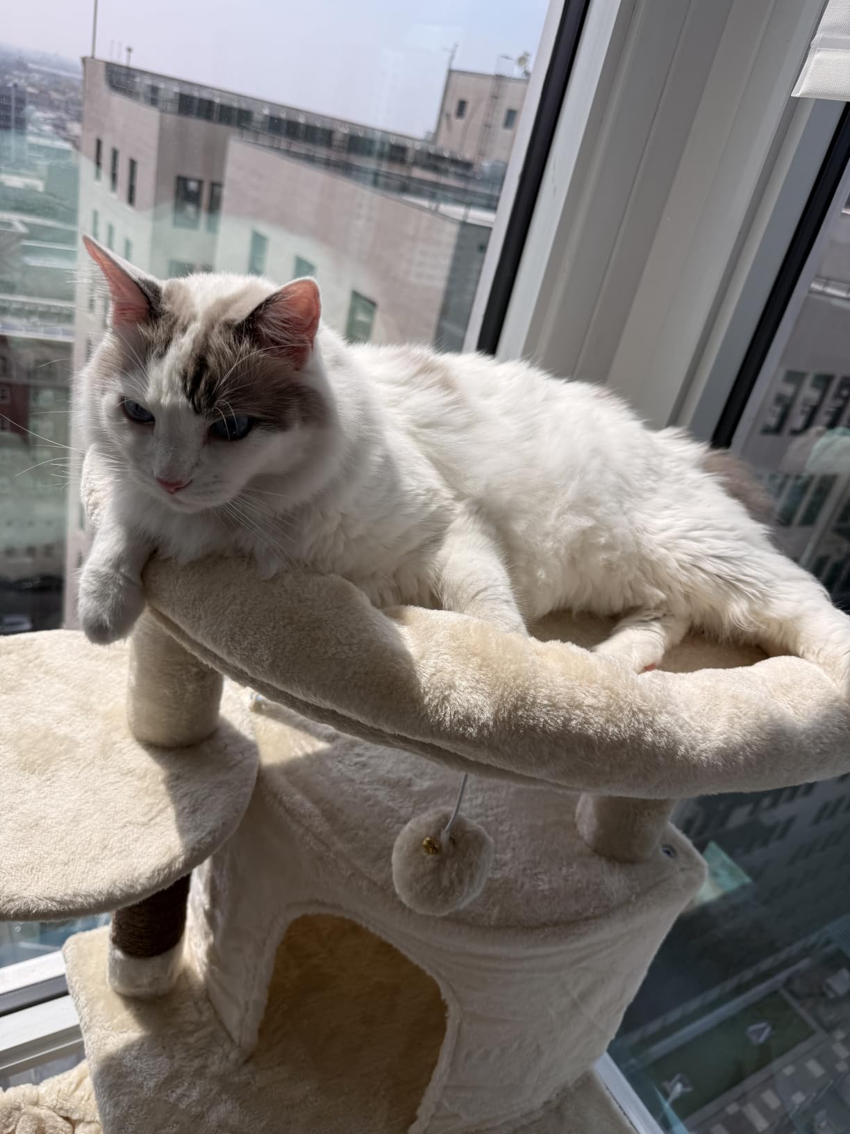 Globlazer 66inch Corner Cat Tree Tower for Indoor Large Cats, C66, Beige customer photo 1