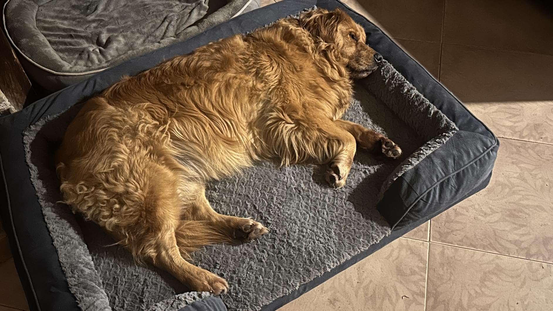 INVENHO Orthopedic Dog Beds Large Sized, XL Washable Dog Sofa with Egg-Crate Foam, Waterproof Lining and Non-Skid Bottom customer photo 2