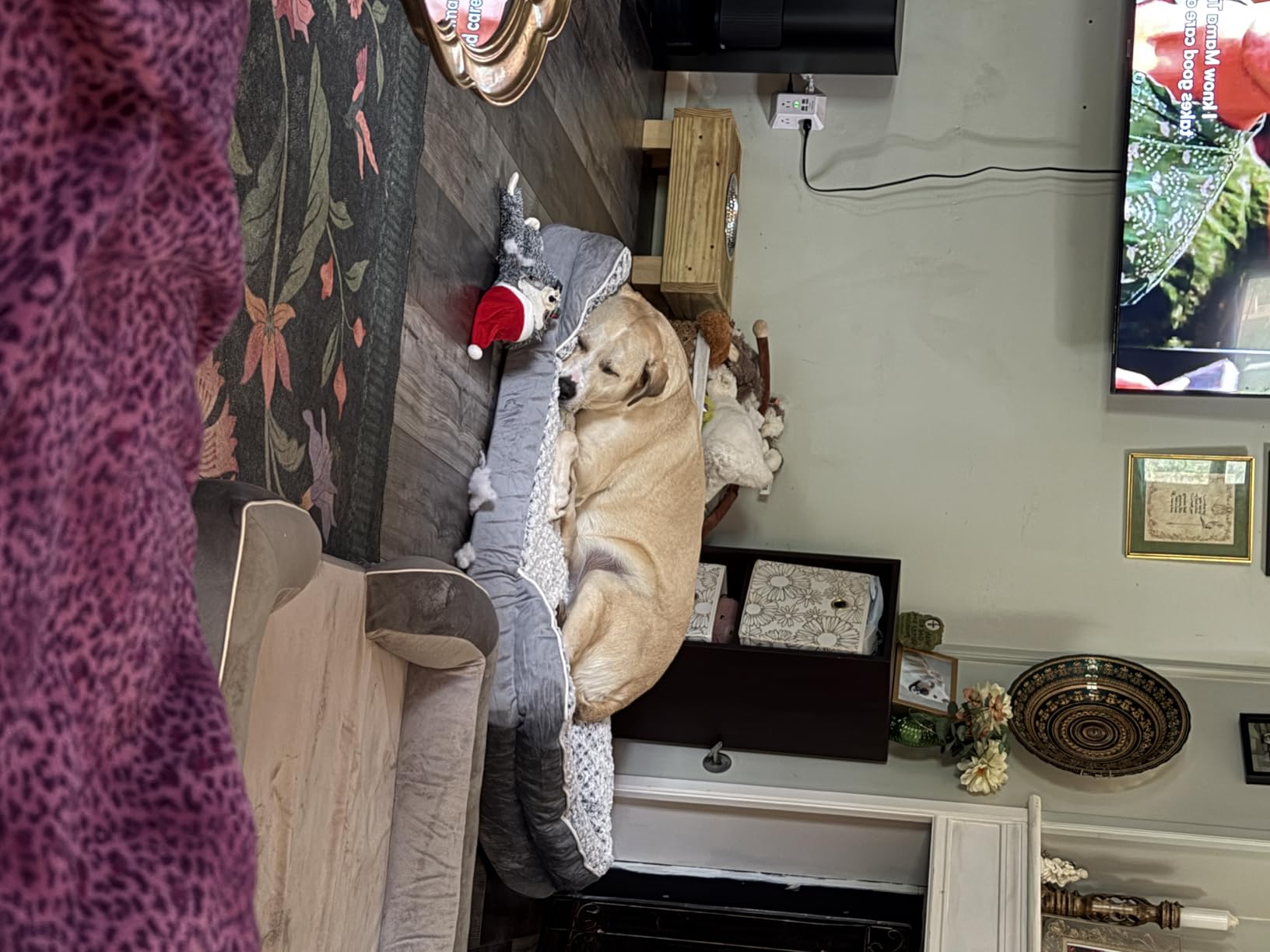 LEXTRO Orthopedic Dog Beds for Large Dogs, Comfy Washable Dog Couch Bed customer photo 1