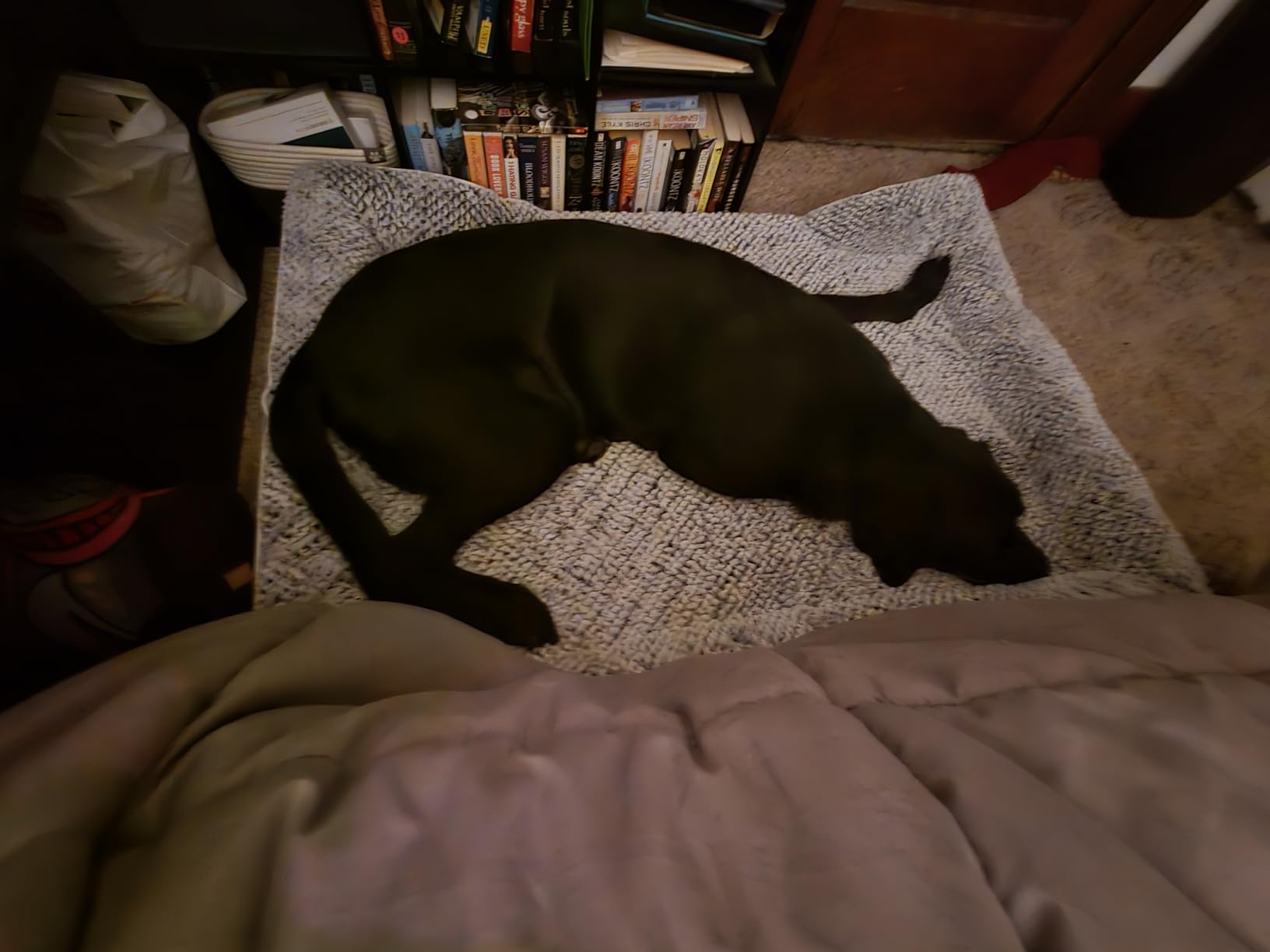 LEXTRO Orthopedic Dog Beds for Large Dogs, Comfy Washable Dog Couch Bed customer photo 2