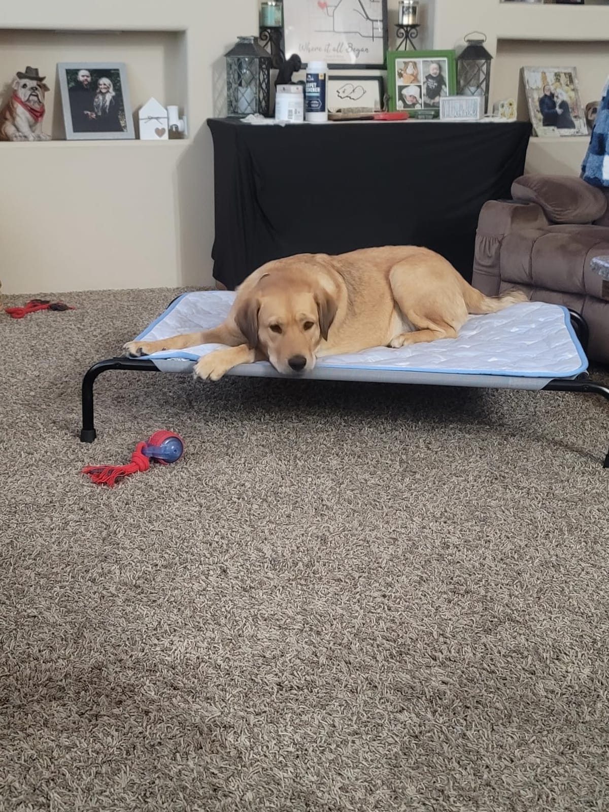 Simple Trending Raised Dog Bed for Large Dogs, Waterproof XL Dog Cot, Grey customer photo 1