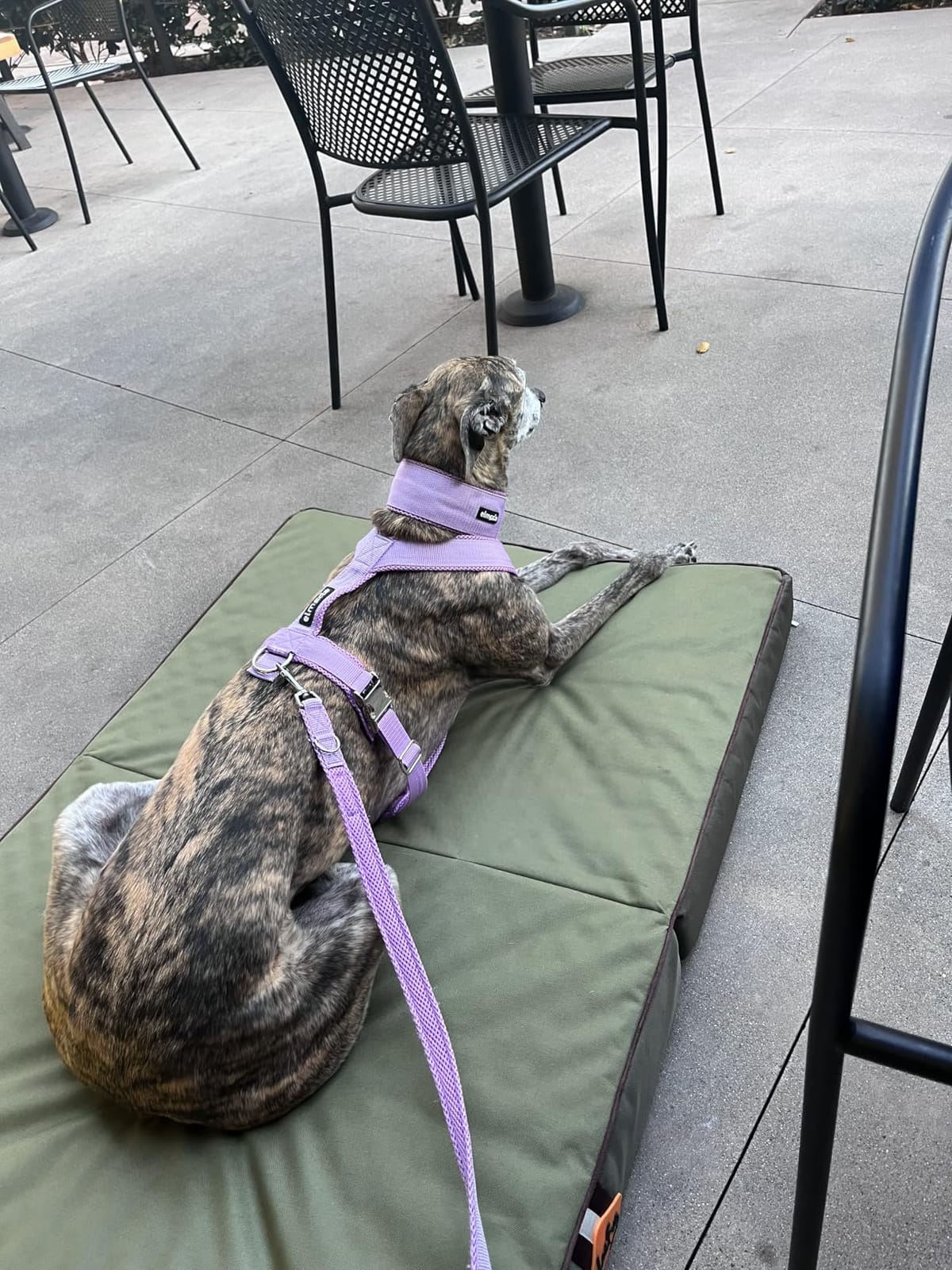 Laifug Outdoor Foldable Waterproof Dog Bed,Army Green,(44''x32''x3.5'') customer photo 2