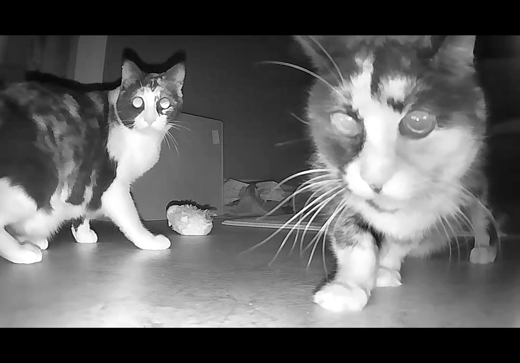 Pet Camera Robot with Treat Dispenser & Laser, Moving Cat Robot Camera for Dogs and Cats with Two-Way Audio, App Remote Control, Auto Recharge, 1080P Night Vision - BQ70 customer photo 2