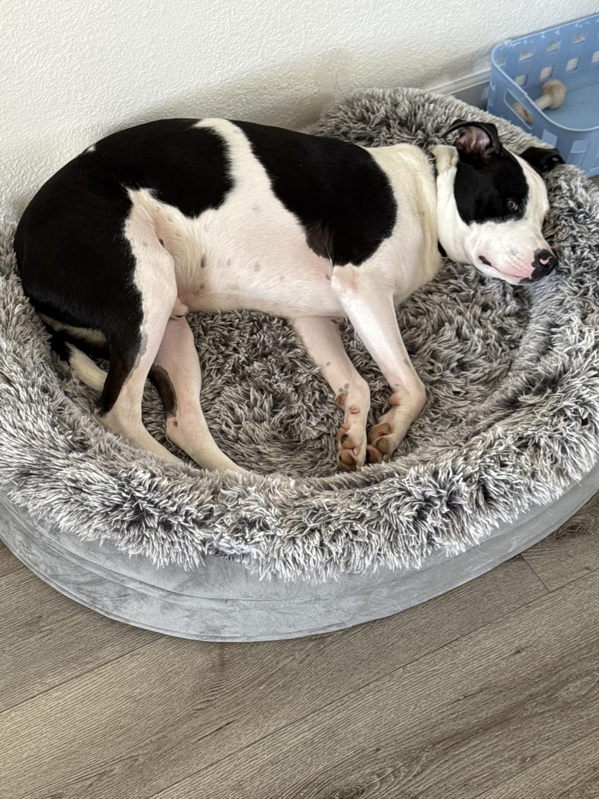 iweepet Fluffy Calming Orthopedic Dog Beds for Large & Extra Large Dogs, 44’’ Supportive Dog Sofa Bed with 3.7 inch 28D Egg-Crate Foam, Removable Washable Plush Cover, Waterproof Lining,Grey customer photo 2