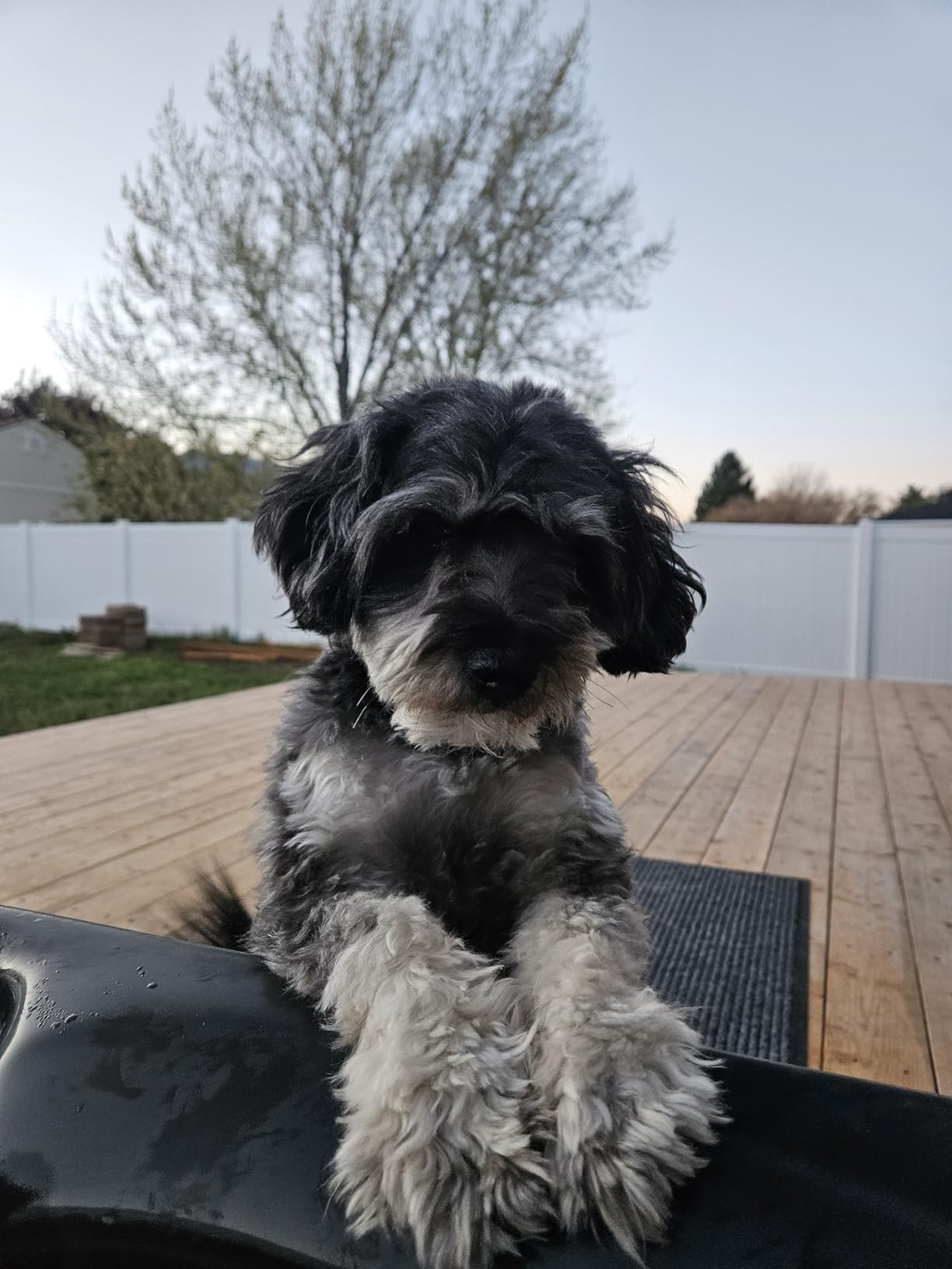 Professional Dog Clippers for Grooming Thick Curly Matted Coats customer photo 1