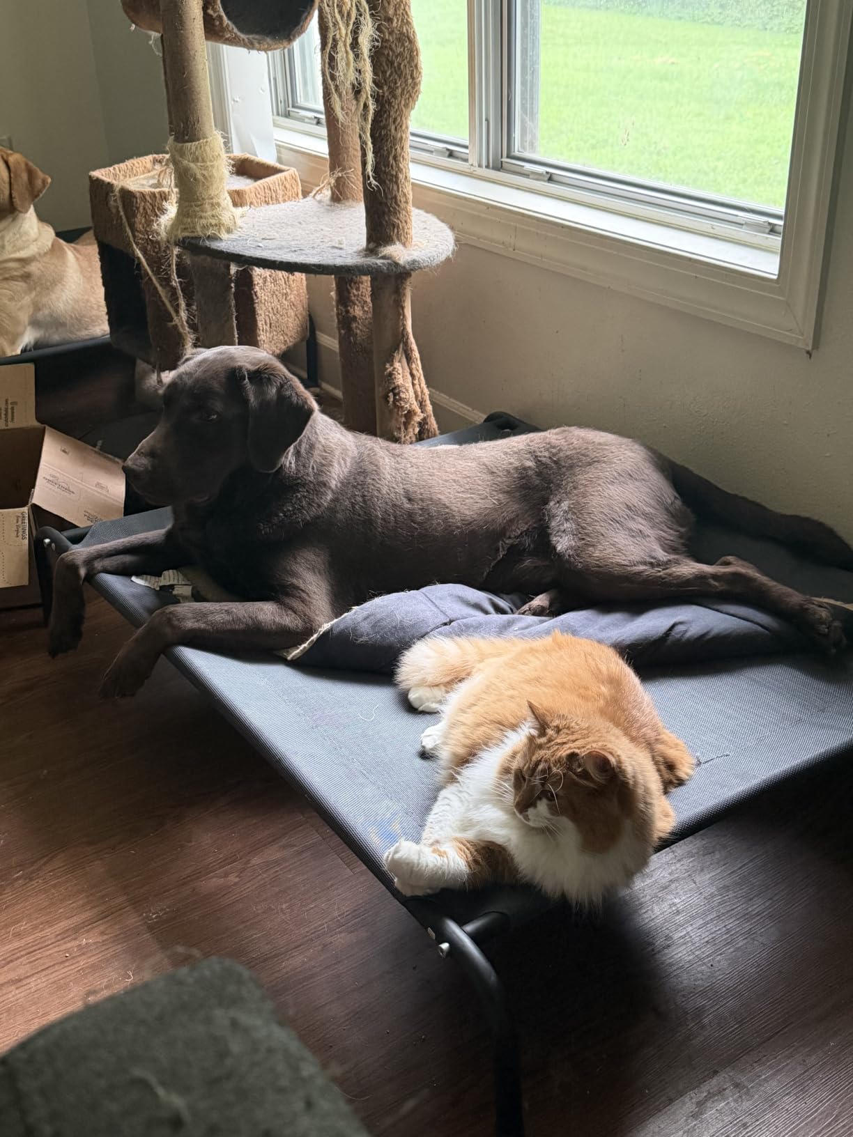 Love's cabin Elevated Cooling Dog Bed for Large Dogs, Portable Indoor & Outdoor Raised Pet Dog Cat Cot, Durable Summer Frame with Breathable Mesh, Grey, 48 inches customer photo 1
