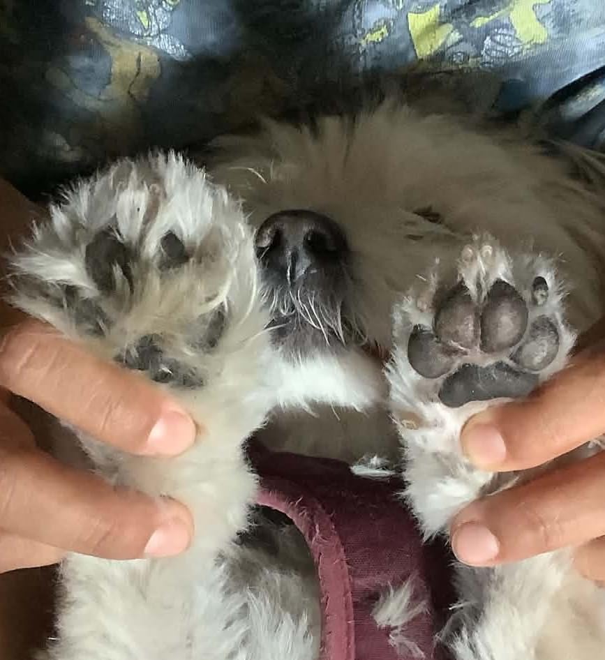 oneisall Low-Noise Dog Paw Trimmer with LED Light customer photo 1