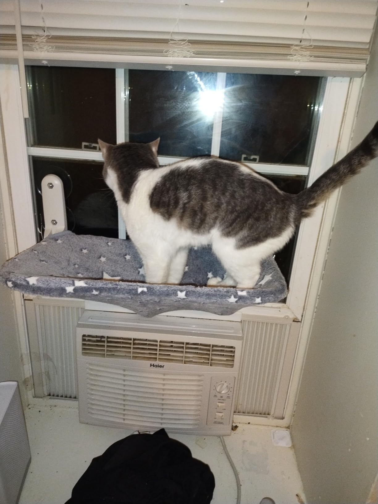 Zoratoo Glow in the Dark Cat Window Perch, Foldable Cordless Pet Hammock, M customer photo 1