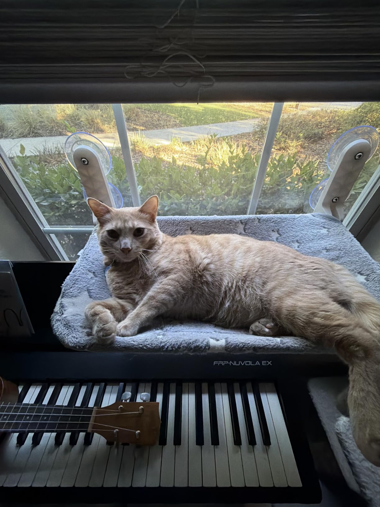 Zoratoo Glow in the Dark Cat Window Perch, Foldable Cordless Pet Hammock, M customer photo 2
