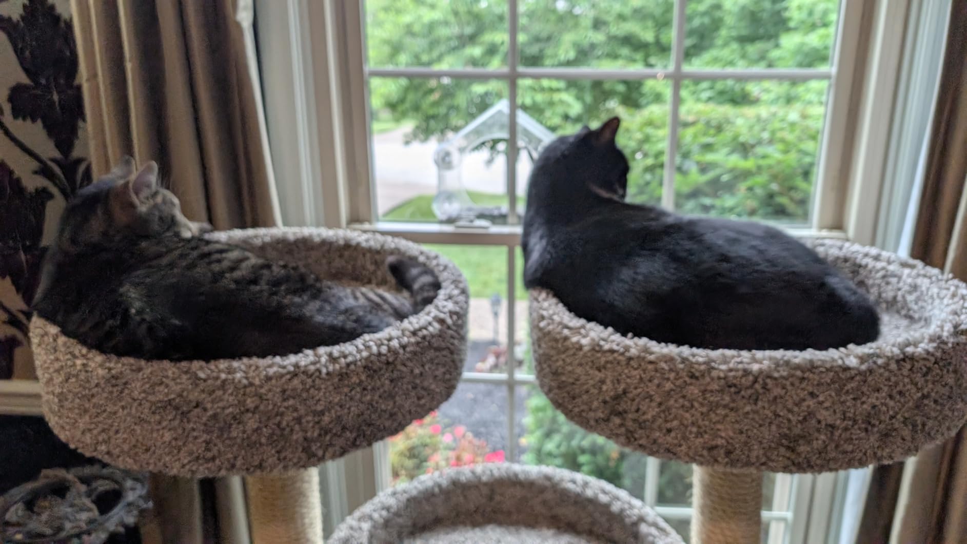 Prestige Cat Trees 46″ XXL Heavy Duty Cat Tree – Extra-Large, Sturdy Indoor Cat Tower with Multiple Perches, Sisal Scratch Posts & Solid Wood Base (Gray) customer photo 1