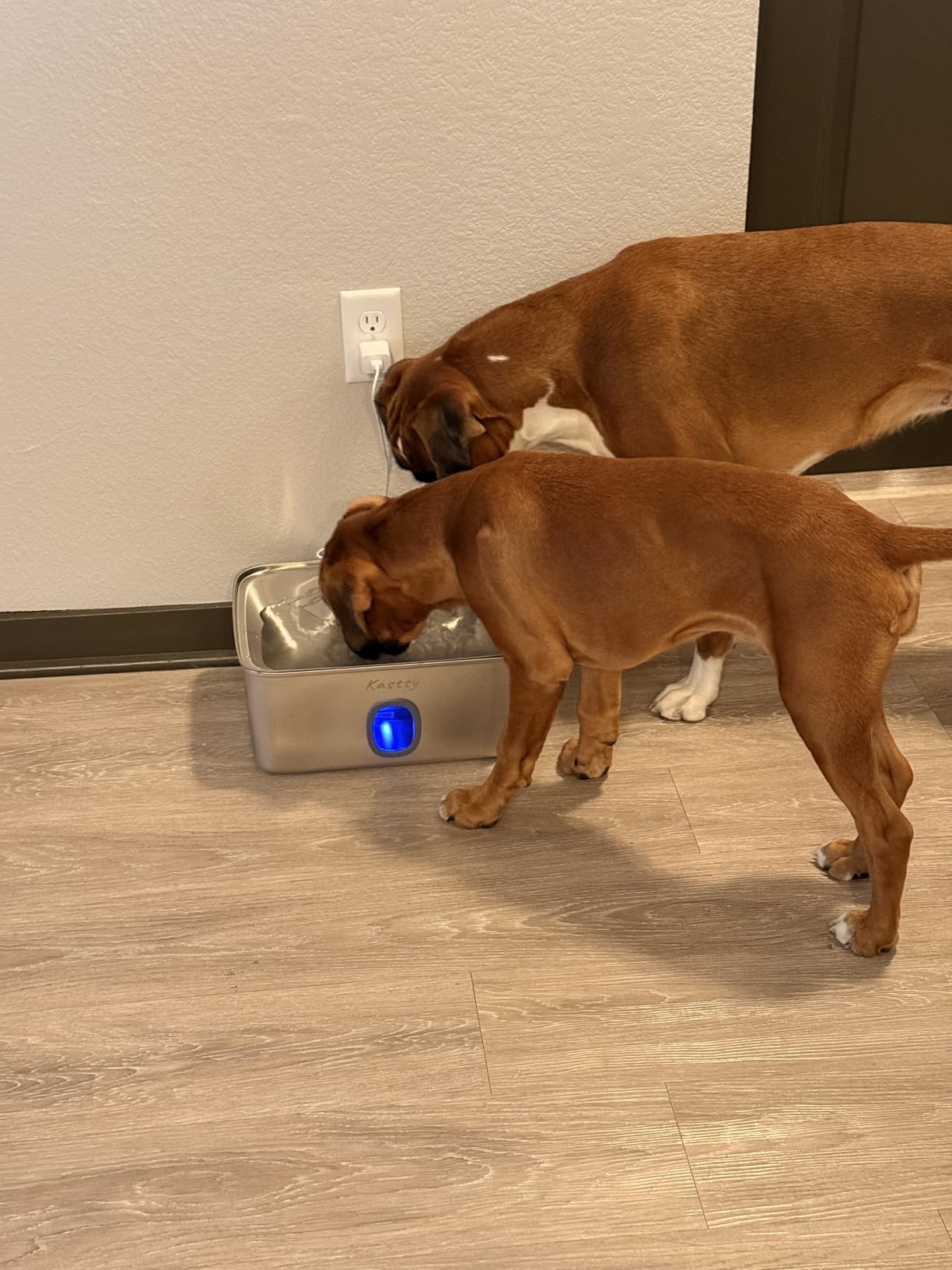 Kastty 4 Gal/15L Stainless Steel Dog Water Fountain for Large Dogs customer photo 2