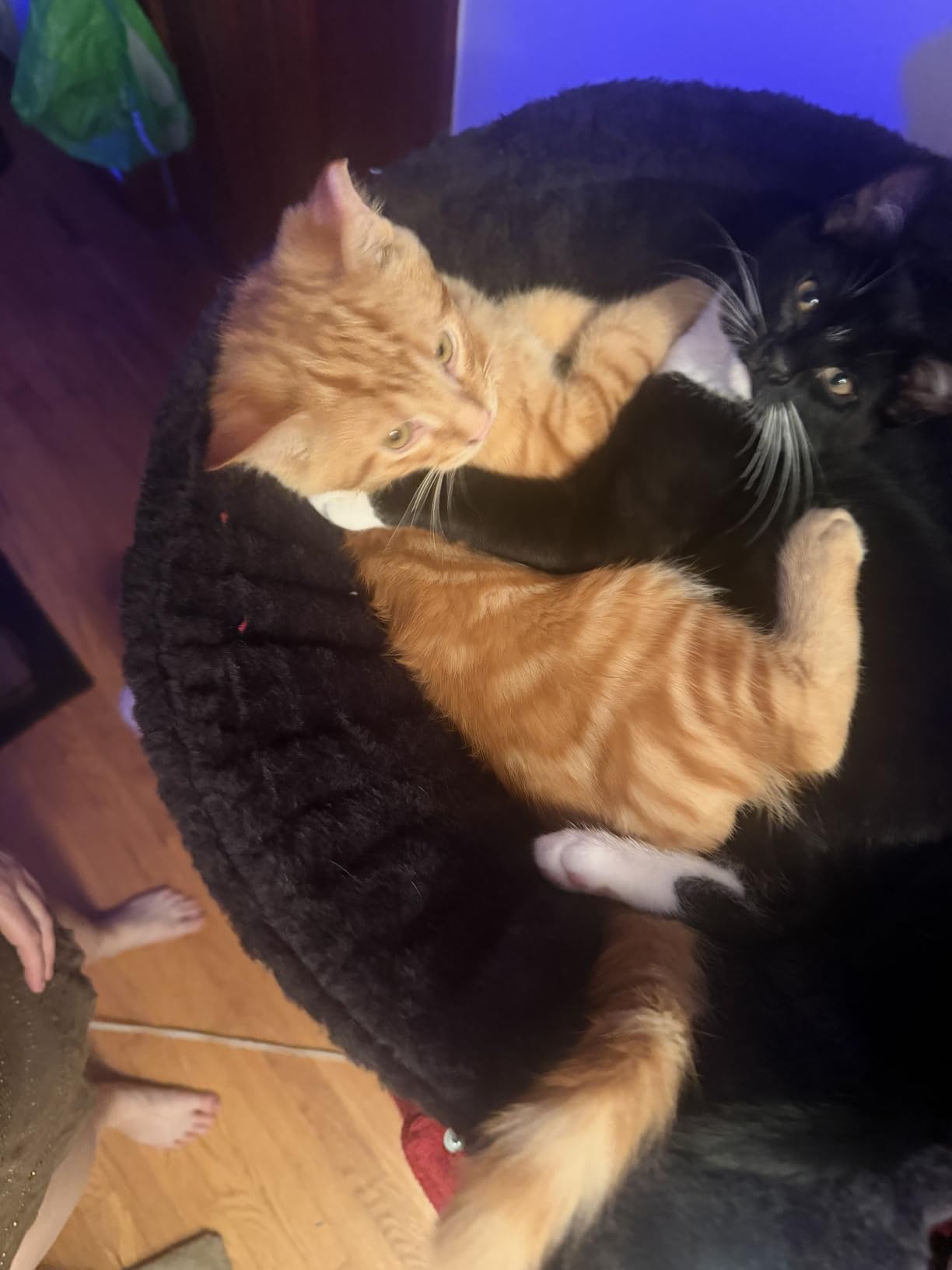 Gitelsnour Maine Coon Cat Tree, Heavy Duty Cat Tower for 20 lbs+, GCT033G customer photo 2