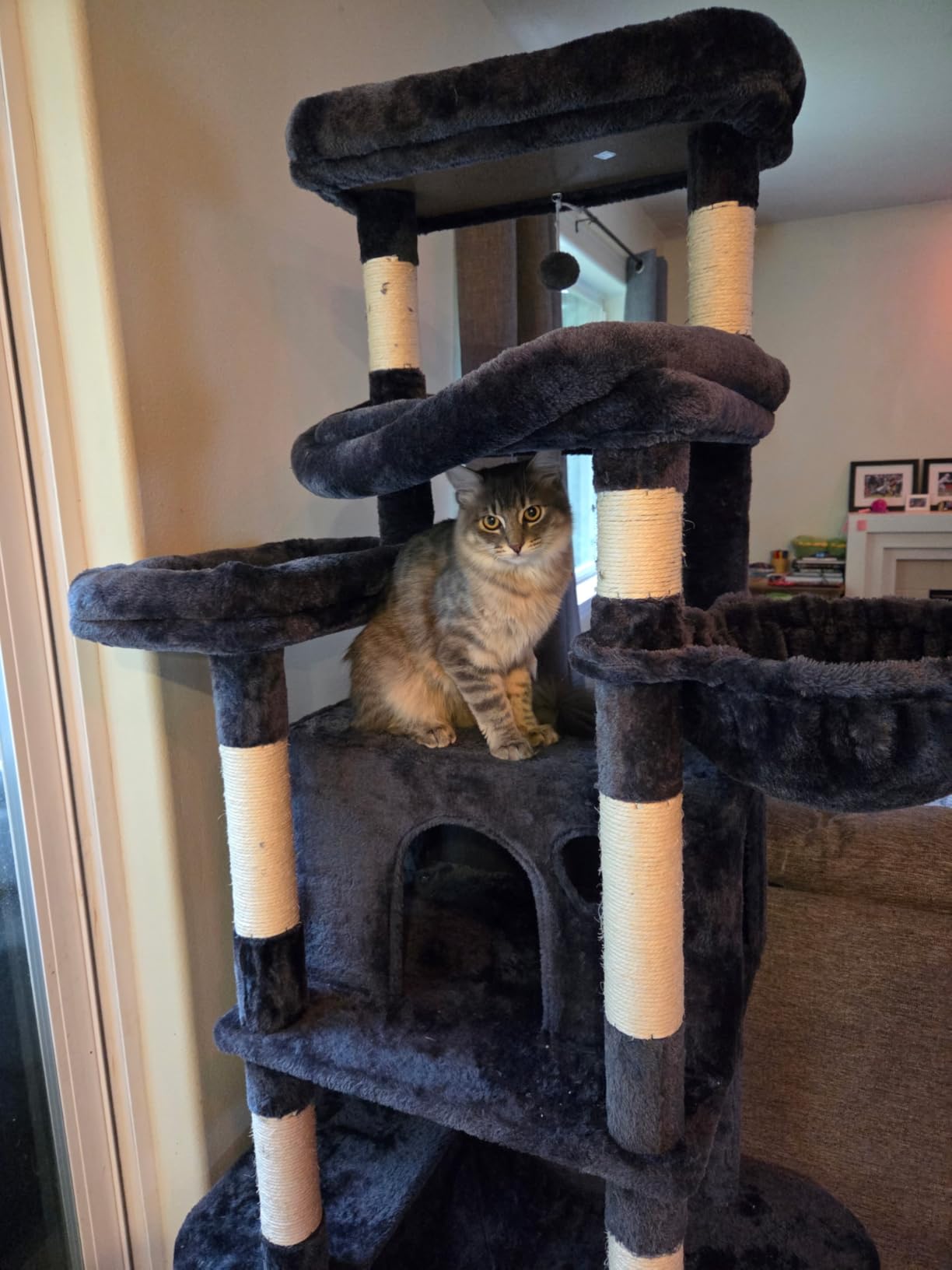 Taoqimiao Heavy-Duty Cat Tree, 71 in Cat Tower for Large Cats 20lbs+ customer photo 2
