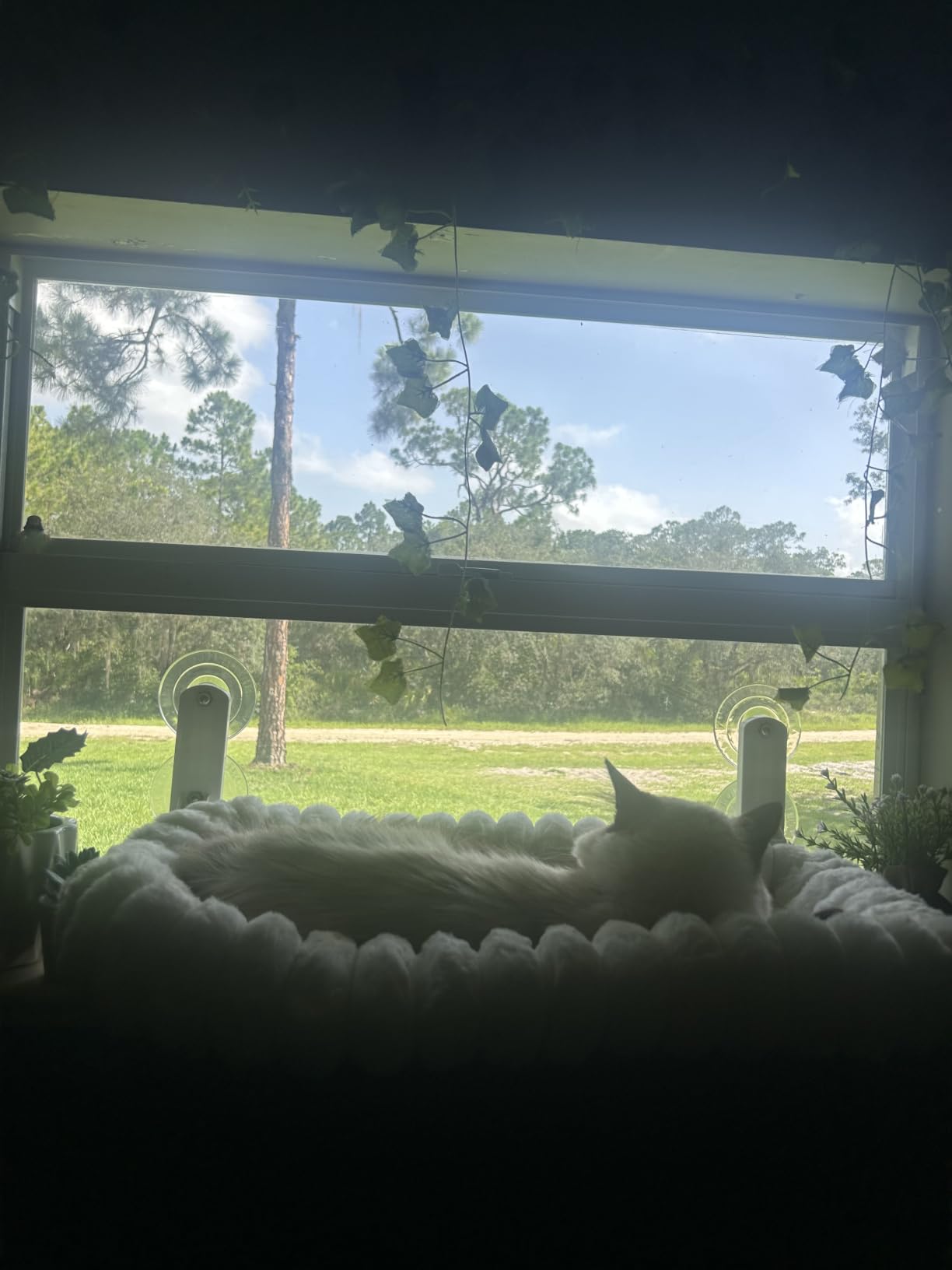 Zakkart SnugCloud Foldable Cat Window Perch (Cream White, M) customer photo 1