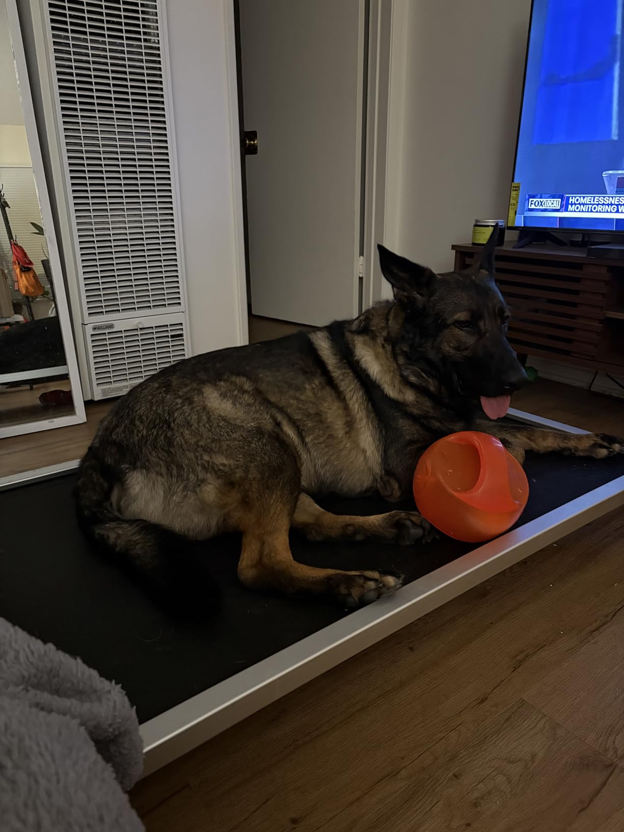 FXW TitanNest Cooling Chew-Proof Elevated Dog Bed for Medium Dogs customer photo 2