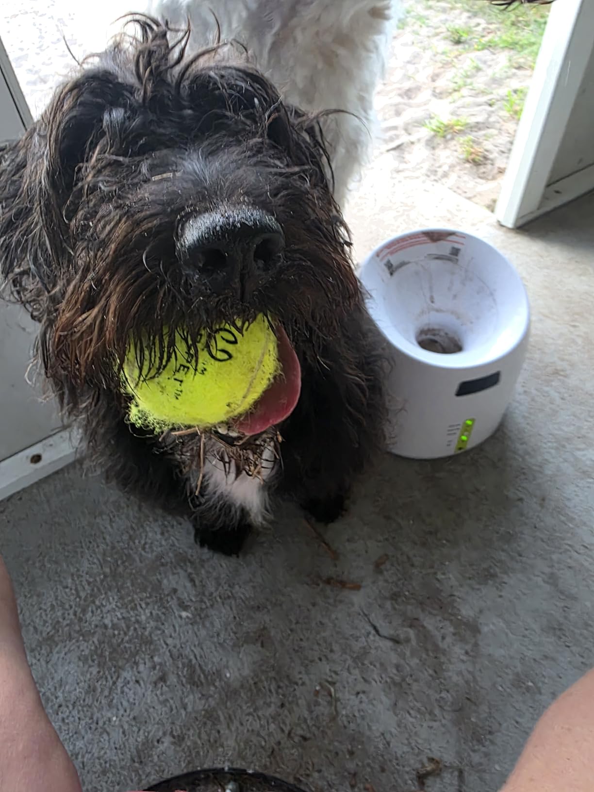 AFP Automatic Dog Ball Launcher with 2.5in ETPU Ball for Medium-Large Dogs customer photo 1