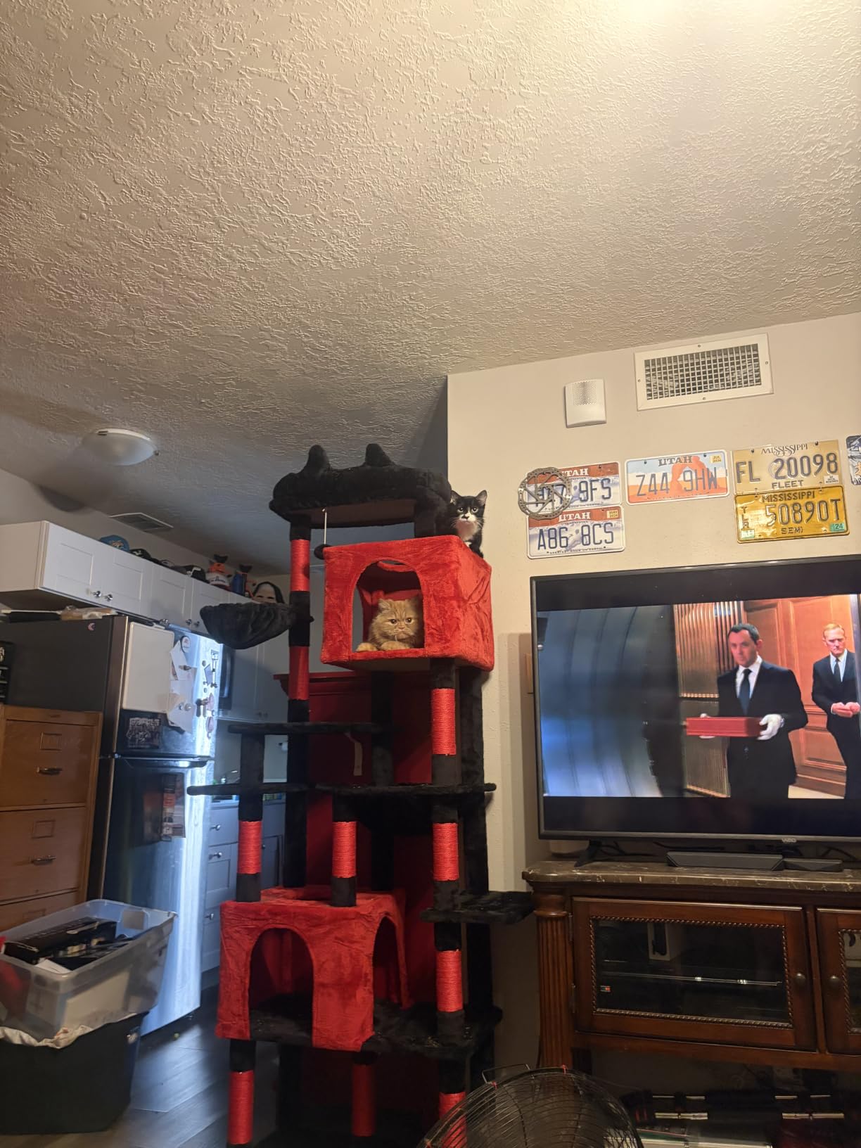 Heybly Cat Tree, 76-Inch Tall Heavy Duty Cat Tower for Big Cats HCT039M customer photo 1