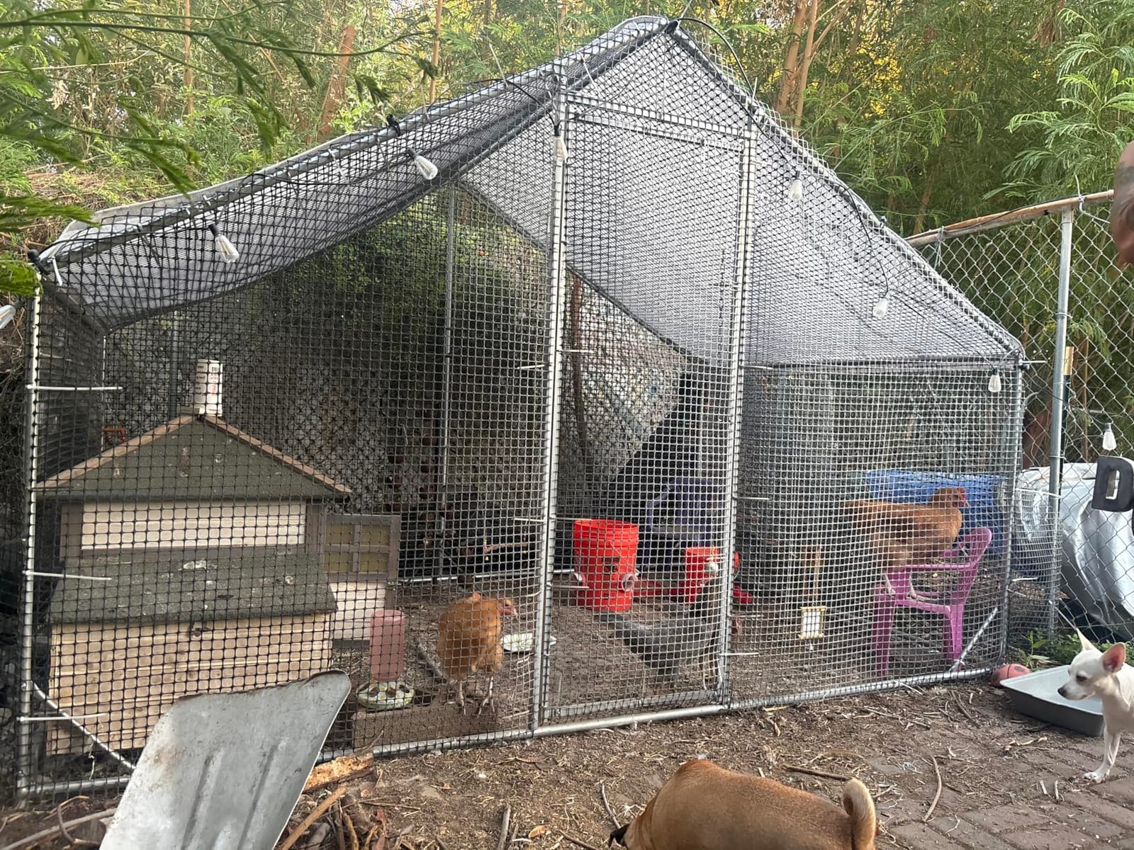 CAMMOO Walk in Chicken Coop, 9.8x6.6x6.6ft Chicken Run for Yard with Cover customer photo 2