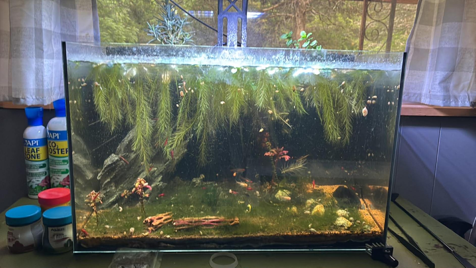 10 Gallon Glass Fish Tank Open-Back Lid, Aquarium Fish Bowl Cube for Betta Goldfish Snails Shrimp Aquatic Planting, Ultra Clear Rimless Low Iron customer photo 2