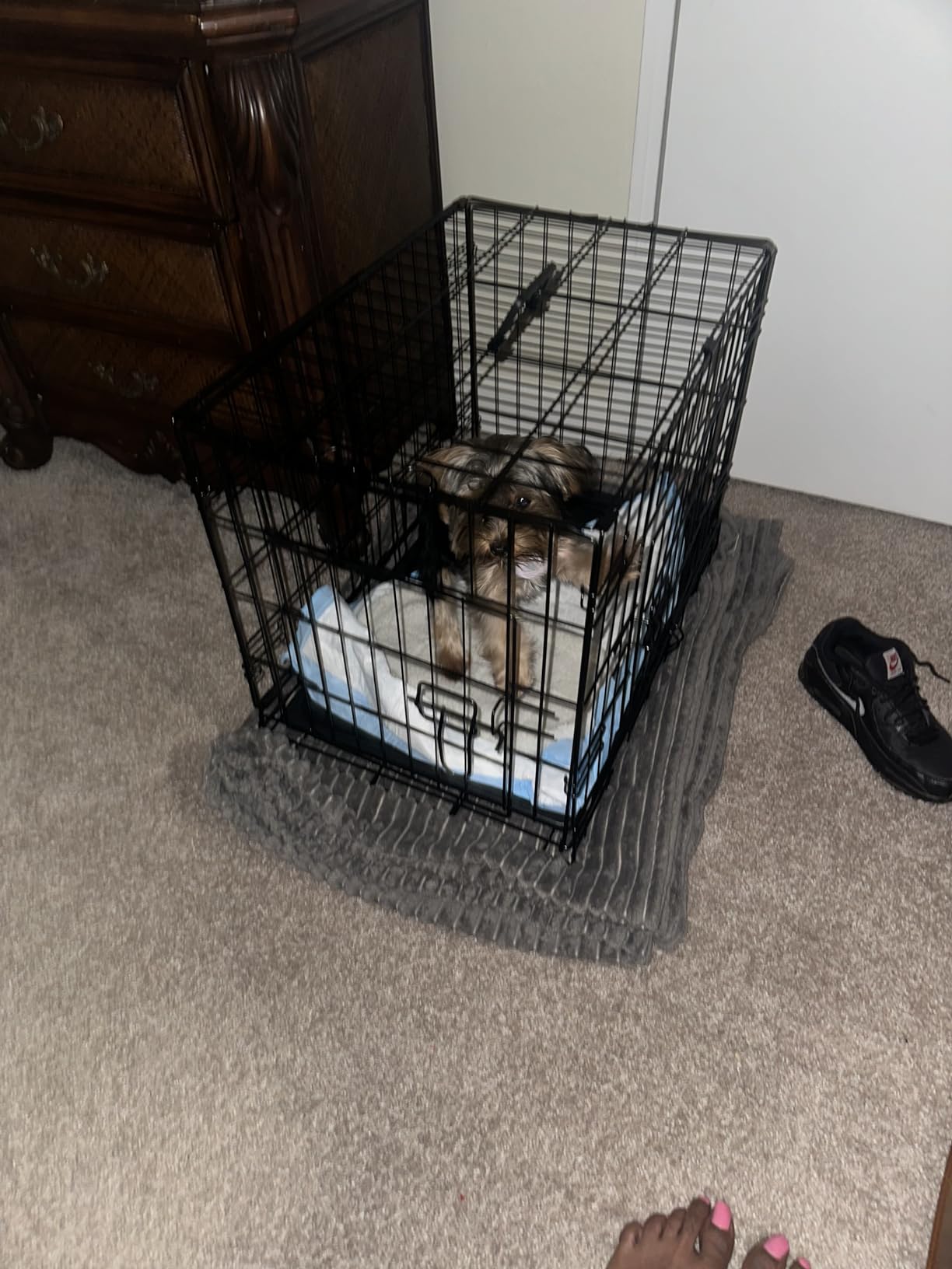 Sweetcrispy 36 Inch Dog Crate, Medium Dog Cage, Foldable Puppy Pet Kennel customer photo 1