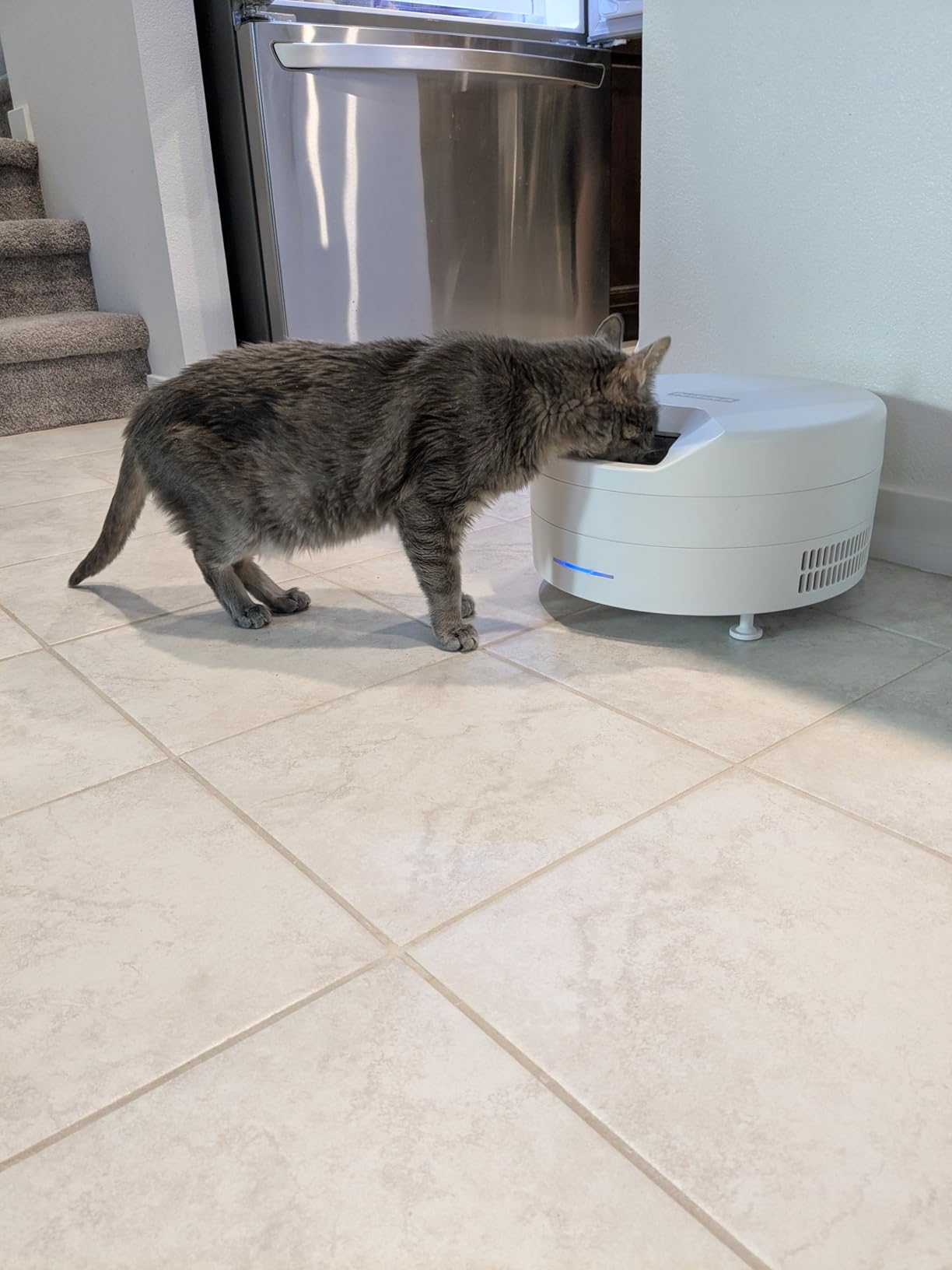 PetSafe FreshFeed Refrigerated Automatic Wet Food Feeder, 6 Meals, Black customer photo 2