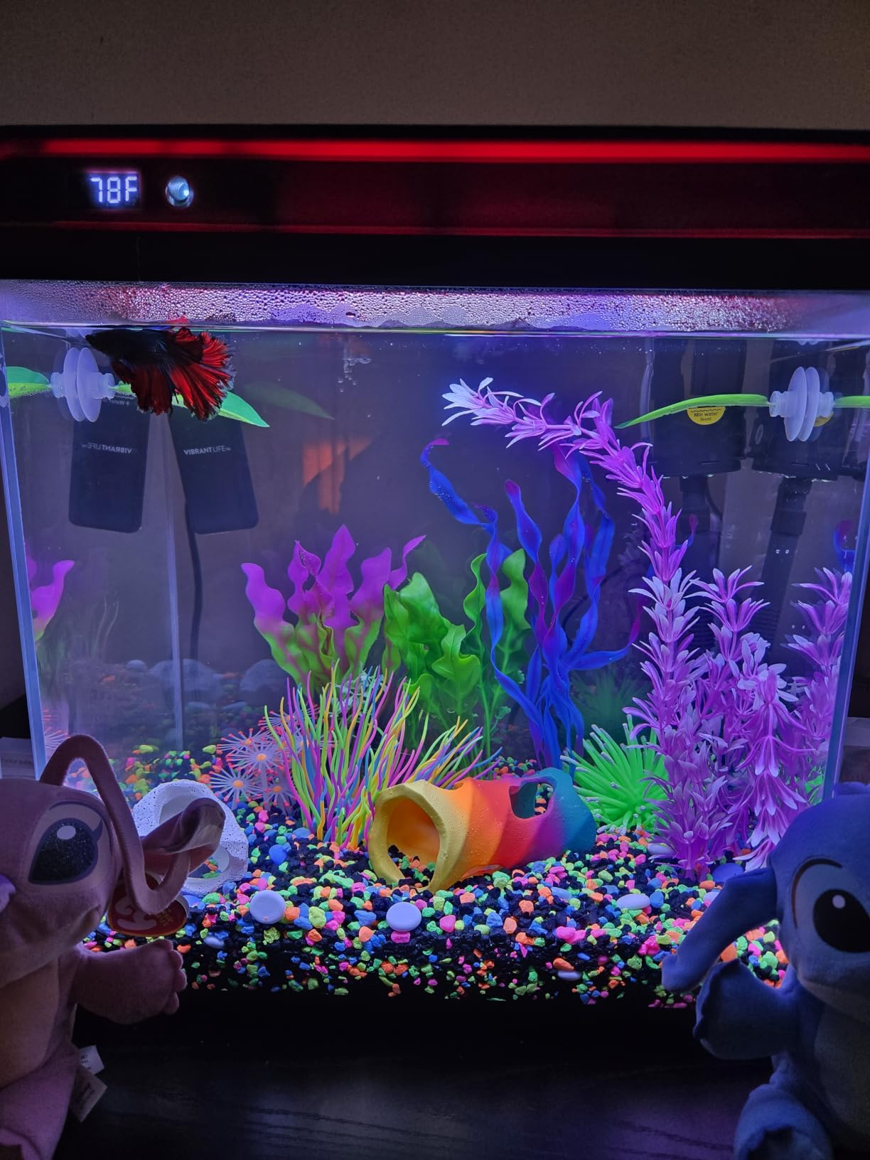 10 Gallon Fish Tank, Betta Fish Tank Smart Aquarium Kit 100% Glass Material customer photo 1