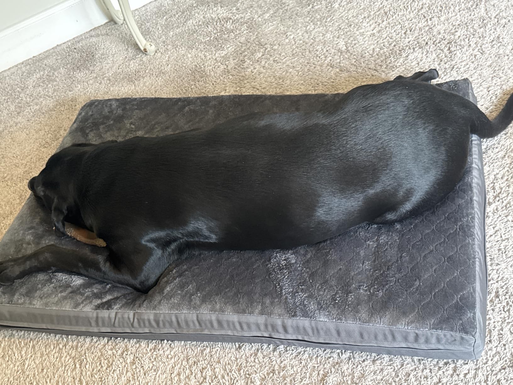 XL Large Dog Crate Bed, Waterproof Washable Reversible Kennel Pad, 41x27 customer photo 2