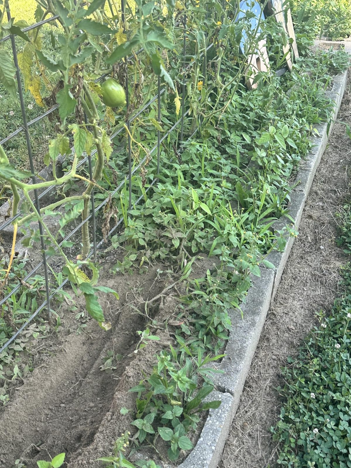 Cordless Tiller Cultivator for Gardening, Battery Powered Garden Rototiller customer photo 1