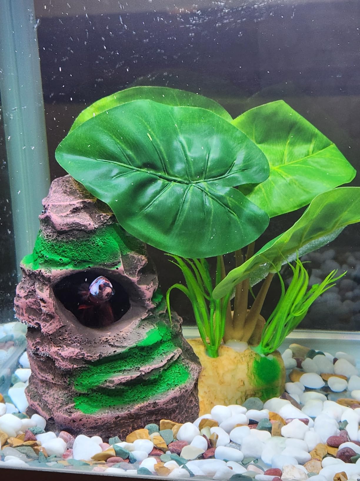 30-100 Gal Fish Tank Cleaner Vacuum Aquarium Vacuum Gravel Cleaner Electric customer photo 2