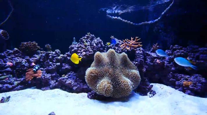 ATI ICP Lab Analysis Pro for Reef Aquariums - Advanced Water Testing with RO Water Analysis - Nitrate, KH & Fluoride - 1 Test Kit customer photo 2