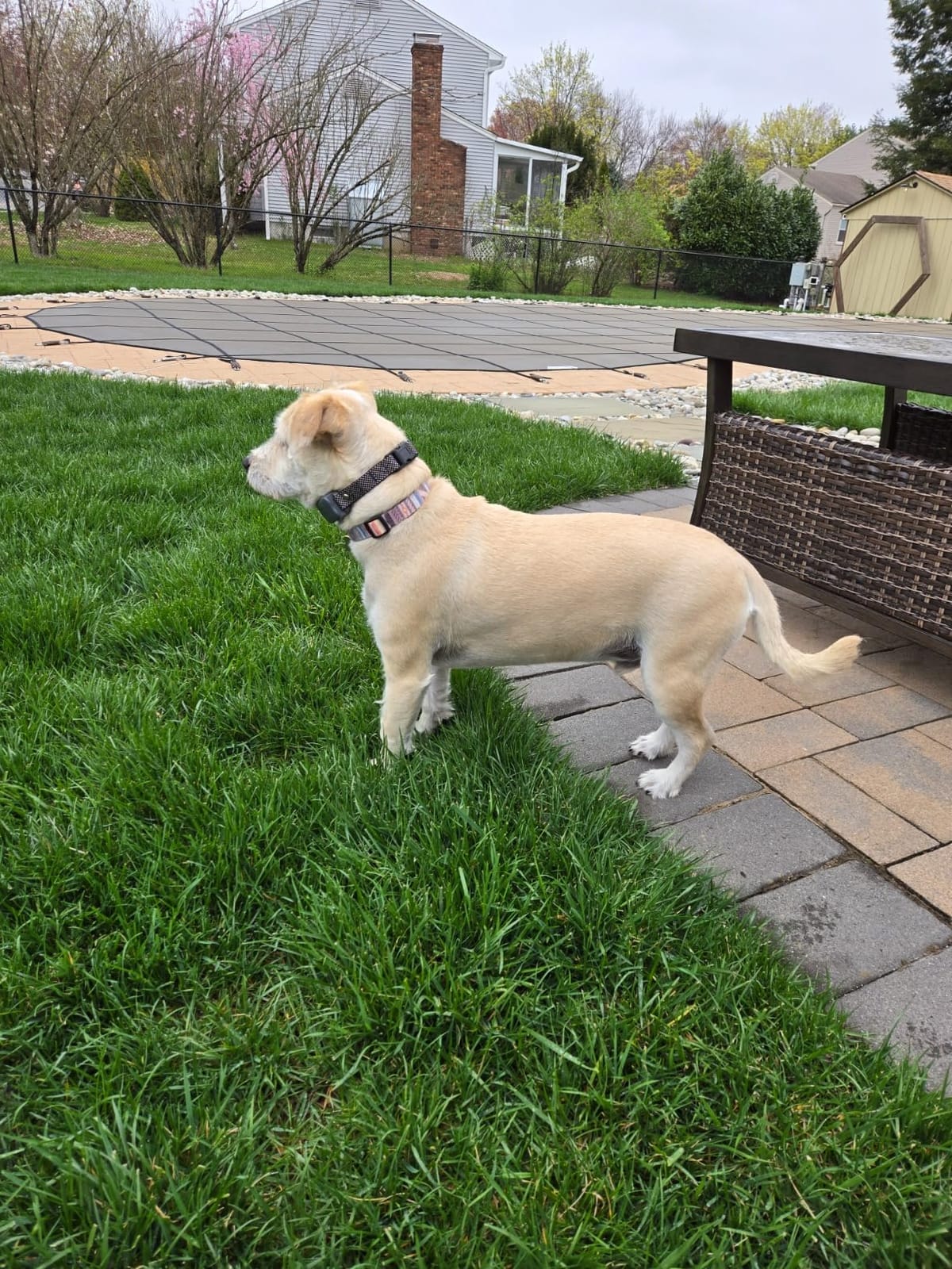 Htcuto Wireless Dog Fence System for 2 Large Medium Dogs (Pink 1V2 Fence) customer photo 2