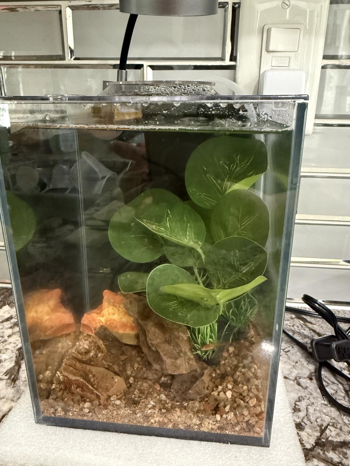 10 Gallon Fish Tank Set Glass Dark Background Aquarium Kit Starter Set customer photo 2